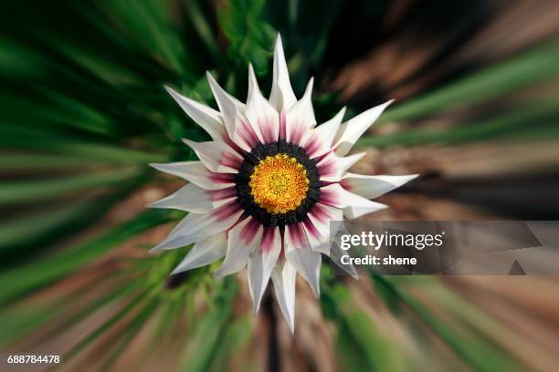 gazania by upperdeck view - upperdeck view stock pictures, royalty-free photos & images