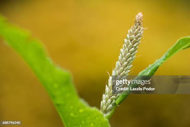 knotweed (persicaria bistorta) - polygonum persicaria stock pictures, royalty-free photos & images