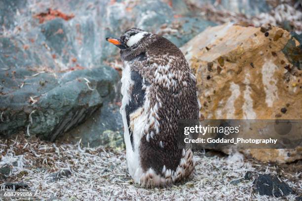 antarctique : mue manchot papou - mue photos et images de collection