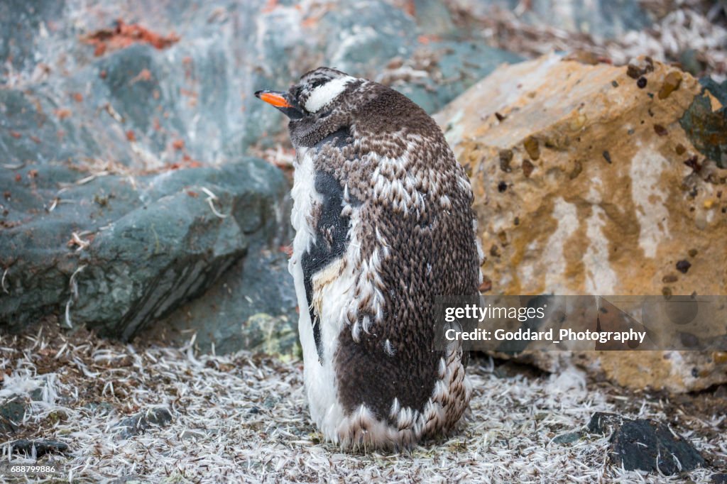 Antarctica: Molting Gentoo Penguin