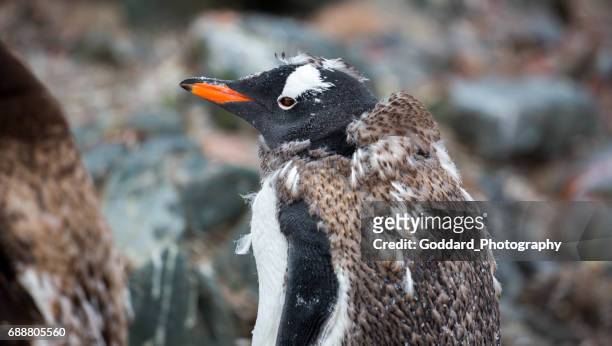 antarctique : manchot gentoo en mue - mue photos et images de collection