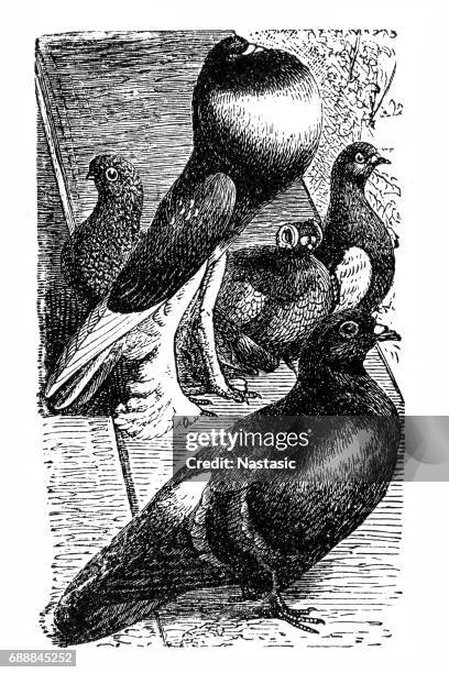 pigeons - pigeon isolated stock illustrations