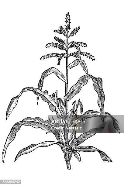maize, also known as corn - cornfield stock illustrations