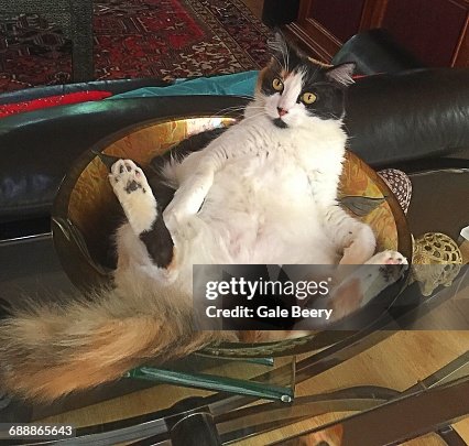 Emmbarest Animals Embarrassed Animals High-Res Stock Photo - Getty Images