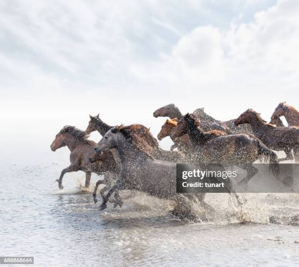Kudde wilde paarden lopen in Water