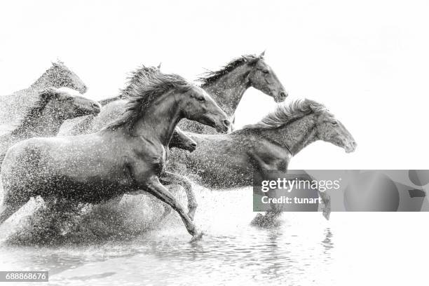 kudde wilde paarden lopen in water - running horses stockfoto's en -beelden