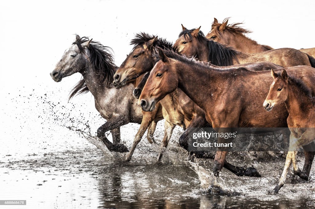 Herd of Wild Horses Running in Water