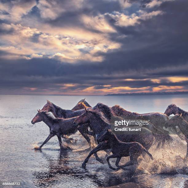herd of wild horses running in water - beautiful horse stock pictures, royalty-free photos & images