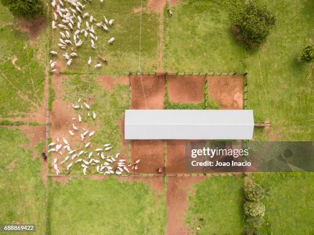 aerial view of cowboys herding cattle - goias, brazil - curral recinto cercado - fotografias e filmes do acervo