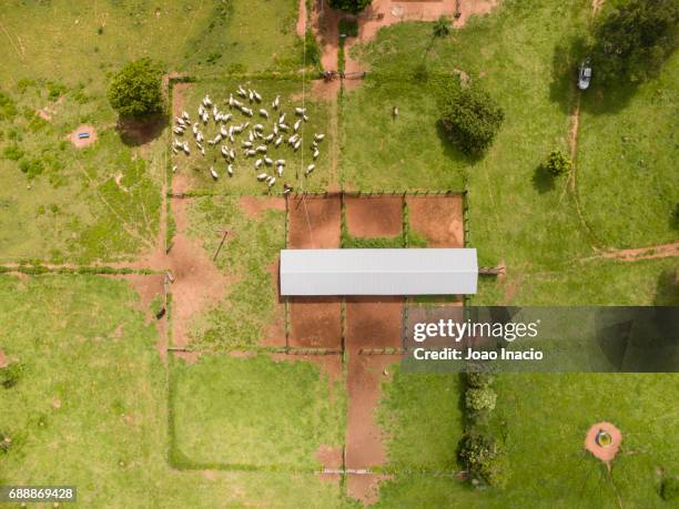 aerial view of cowboys herding cattle - goias, brazil - enclosure fotografías e imágenes de stock