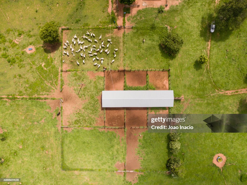 Aerial view of cowboys herding cattle - Goias, Brazil
