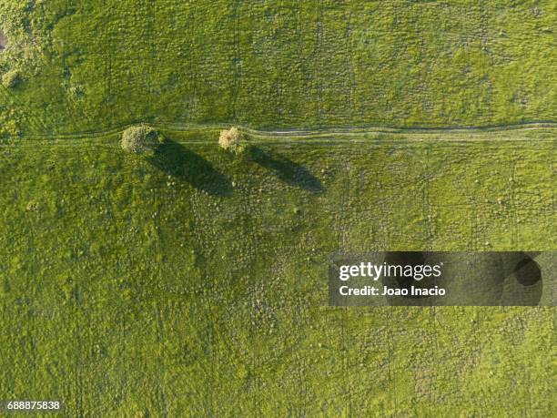 aerial view of two trees in a green pasture at sunset - goias, brazil - 牧場 ストックフォトと画像