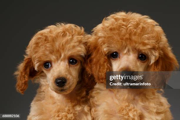 Three Cute Toy Poodle Puppies On A White Background Stock Photo - Download  Image Now - iStock