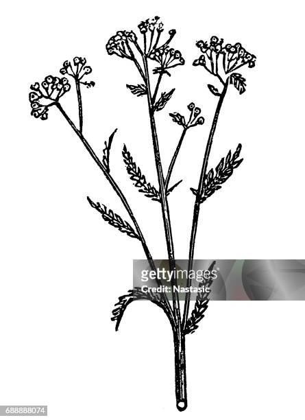 achillea millefolium (schafgarbe) - yarrow stock-grafiken, -clipart, -cartoons und -symbole
