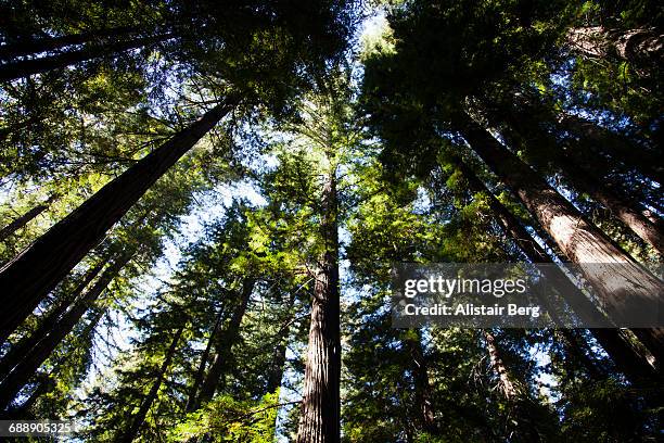 giant redwood trees in northern california - mendocino county stock pictures, royalty-free photos & images