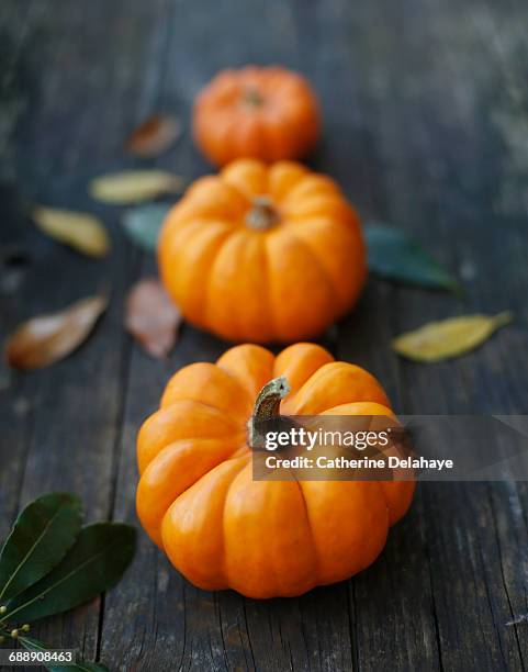 still life of pumpkins - pumpkins in a row stock pictures, royalty-free photos & images