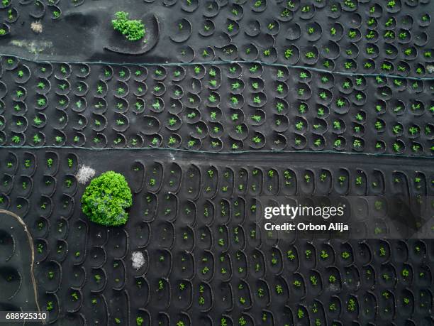 geria - ilhas canárias imagens e fotografias de stock