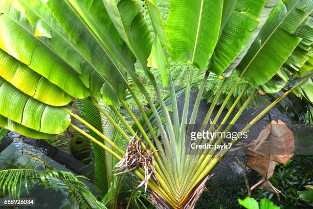 plantain tree - padrão de folhas de banana imagens e fotografias de stock