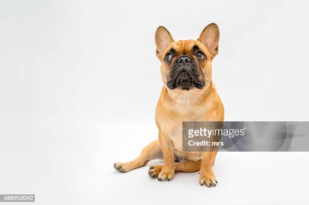 french bulldog - dog sitting stock pictures, royalty-free photos & images
