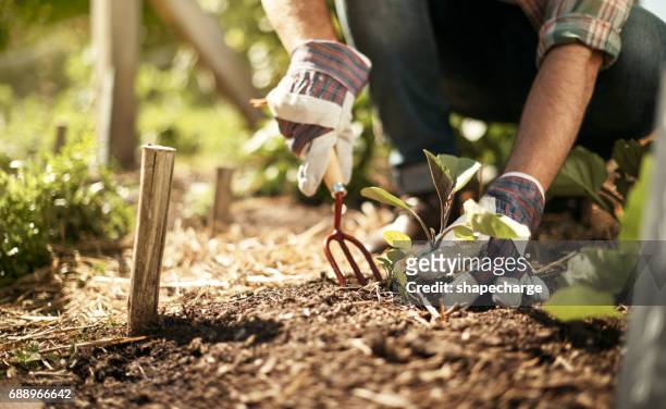 il suolo sano è la chiave per nutrire il mondo - forca da giardino foto e immagini stock