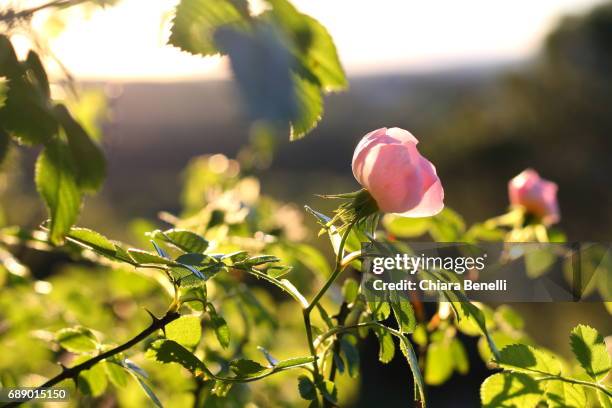 nature at sunset - simbolo di cuore stockfoto's en -beelden