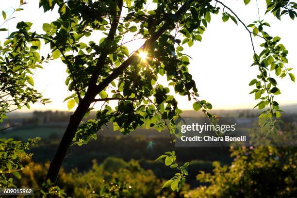 nature at sunset - simbolo di cuore stockfoto's en -beelden