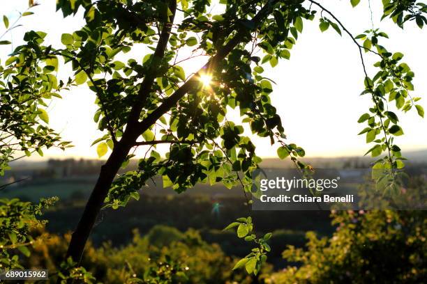 nature at sunset - controluce stock pictures, royalty-free photos & images