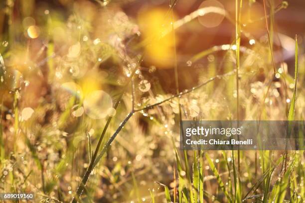 nature details - controluce stock pictures, royalty-free photos & images