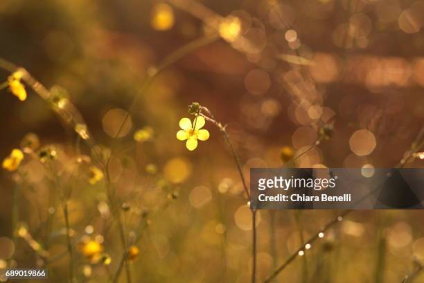 nature details - controluce stock pictures, royalty-free photos & images