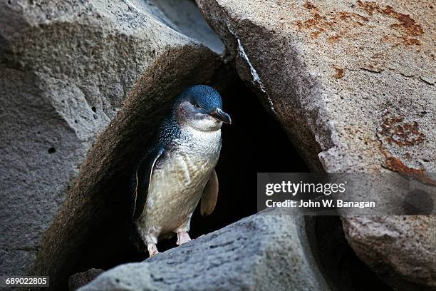 fairy penguin. st. kilda, melbourne - st kilda beach stock pictures, royalty-free photos & images
