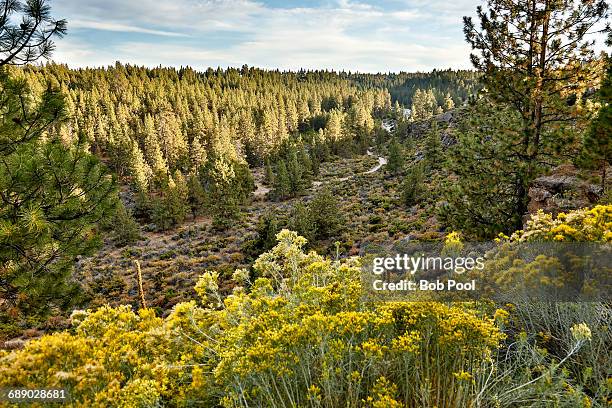 the deschutes river canyon just west of bend - rabbit brush stock pictures, royalty-free photos & images