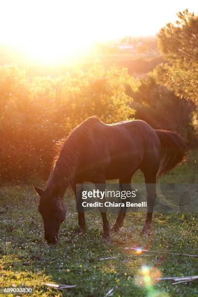 horse - controluce stock pictures, royalty-free photos & images