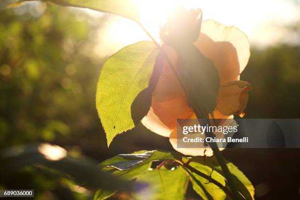 nature at sunset - simbolo di cuore stockfoto's en -beelden