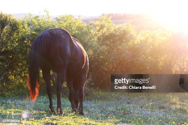 horse - controluce stock pictures, royalty-free photos & images