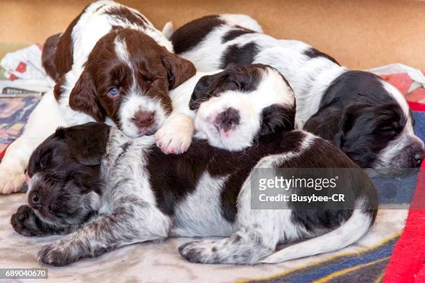 cute cocker spaniel puppies asleep together in their whelping box - perro de aguas fotografías e imágenes de stock