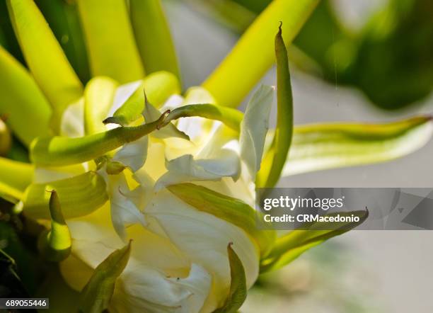 hylocereus - crmacedonio fotografías e imágenes de stock