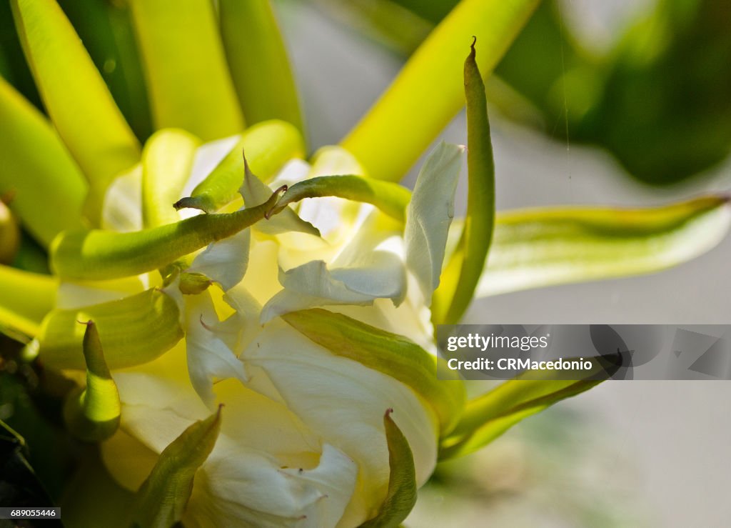 Hylocereus