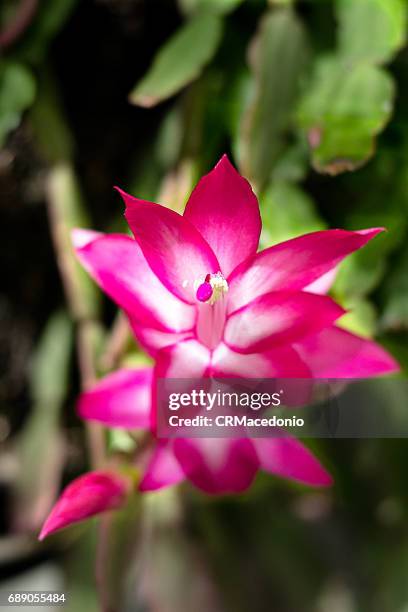 the power and beauty of the sun. - crmacedonio imagens e fotografias de stock