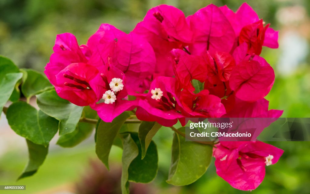 Bougainvillea