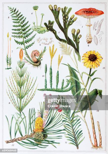 antique colored illustrations: plants - seaweed stock illustrations