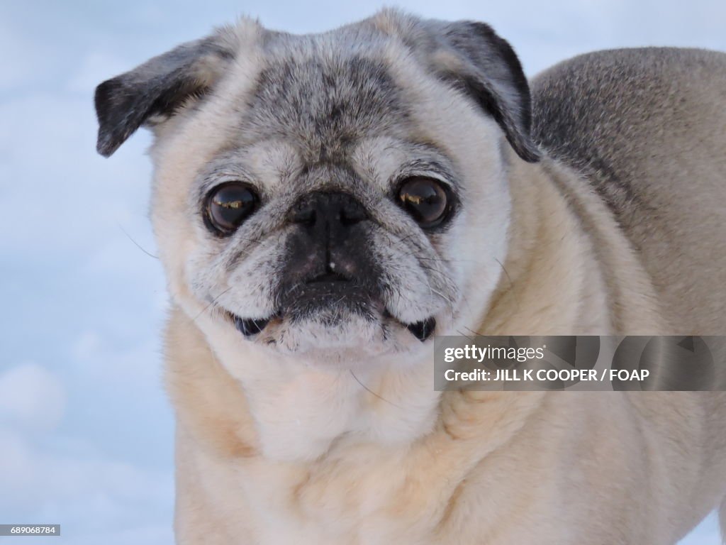 Close-up of dog