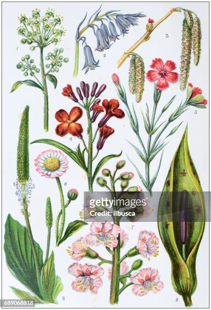 antique colored illustrations: flowers - chestnut tree stock illustrations
