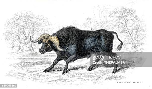 非洲水牛平版 1884 - african buffalo 幅插畫檔、美工圖案、卡通及圖標