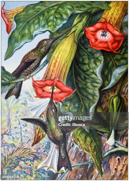 bildbanksillustrationer, clip art samt tecknat material och ikoner med antik färgad illustrationer: hummingbird gödsling en brugmansia - tropikfågel
