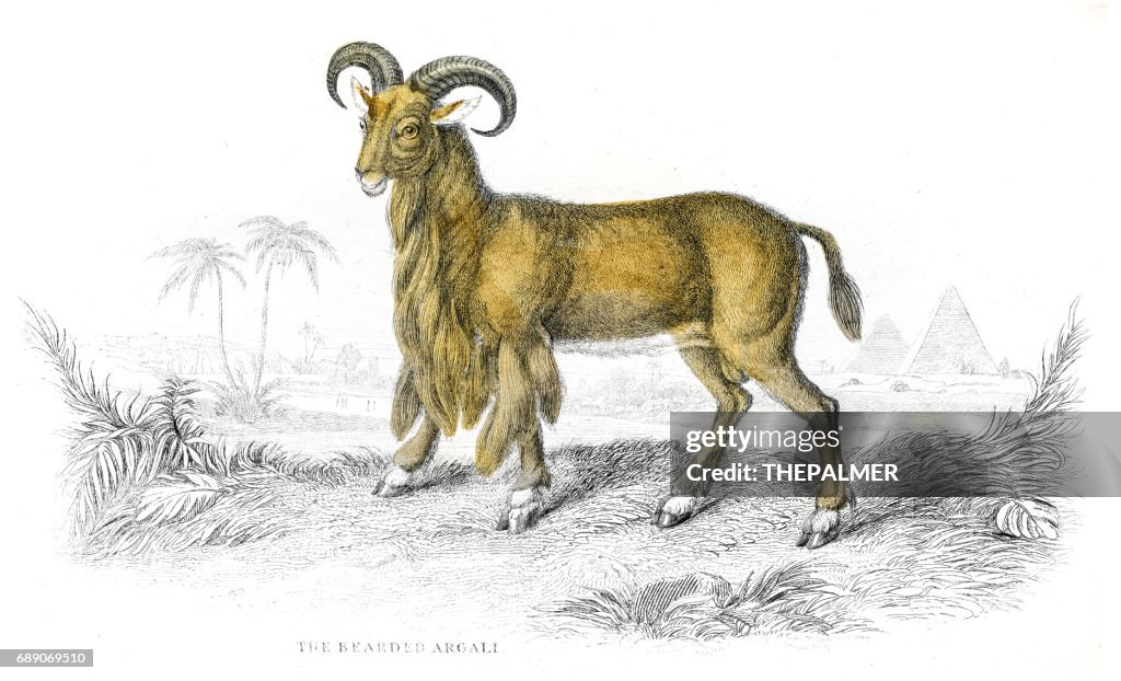 Argali sheep lithograph 1884