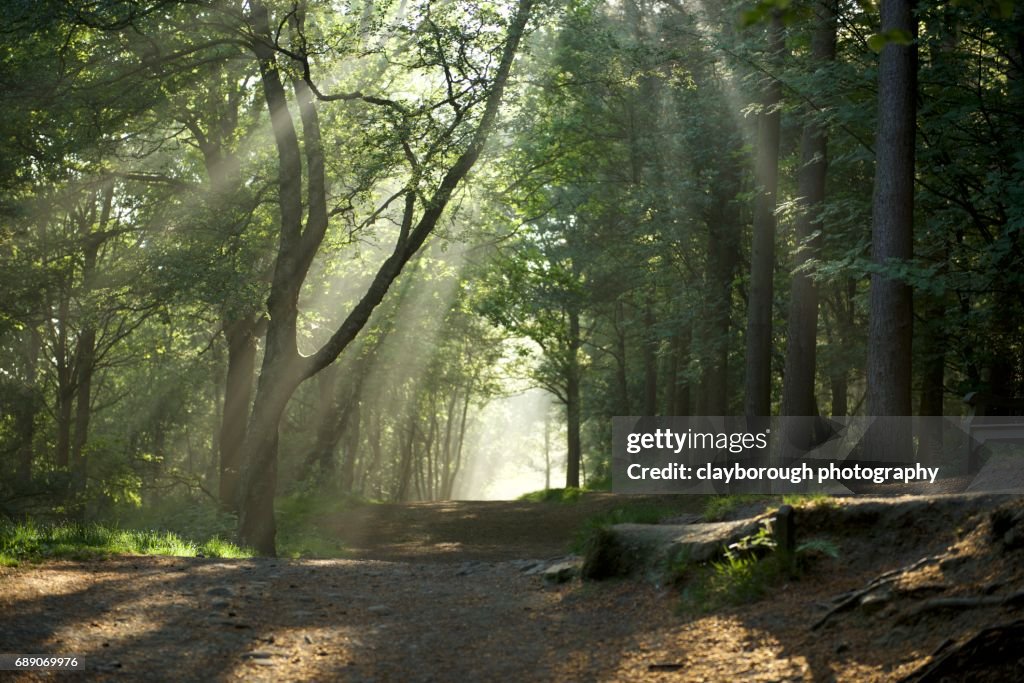 Forrest of Light