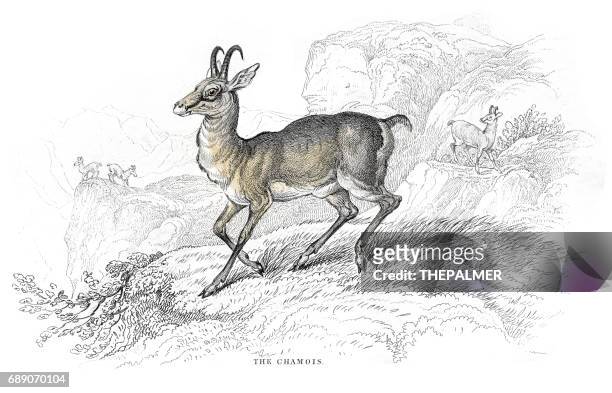 chamois goat antelope lithograph 1884 - dall sheep stock illustrations