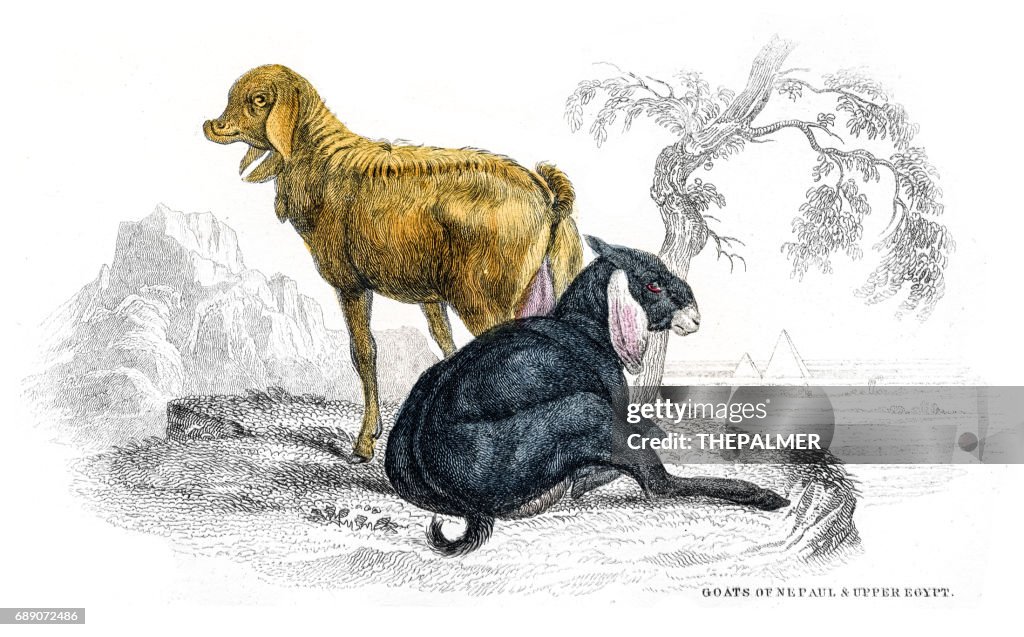 Goats lithograph 1884