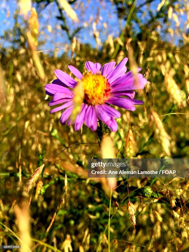 Close-up of a purple flower