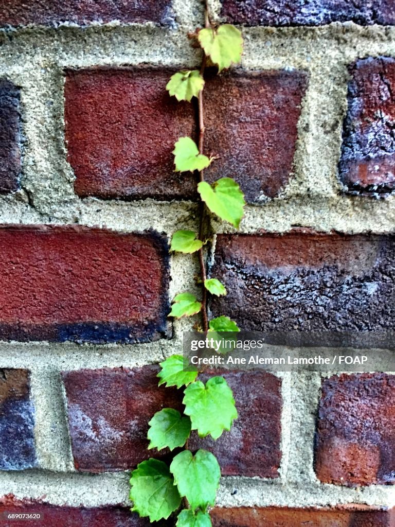 Close-up of creeper plant on brickwall